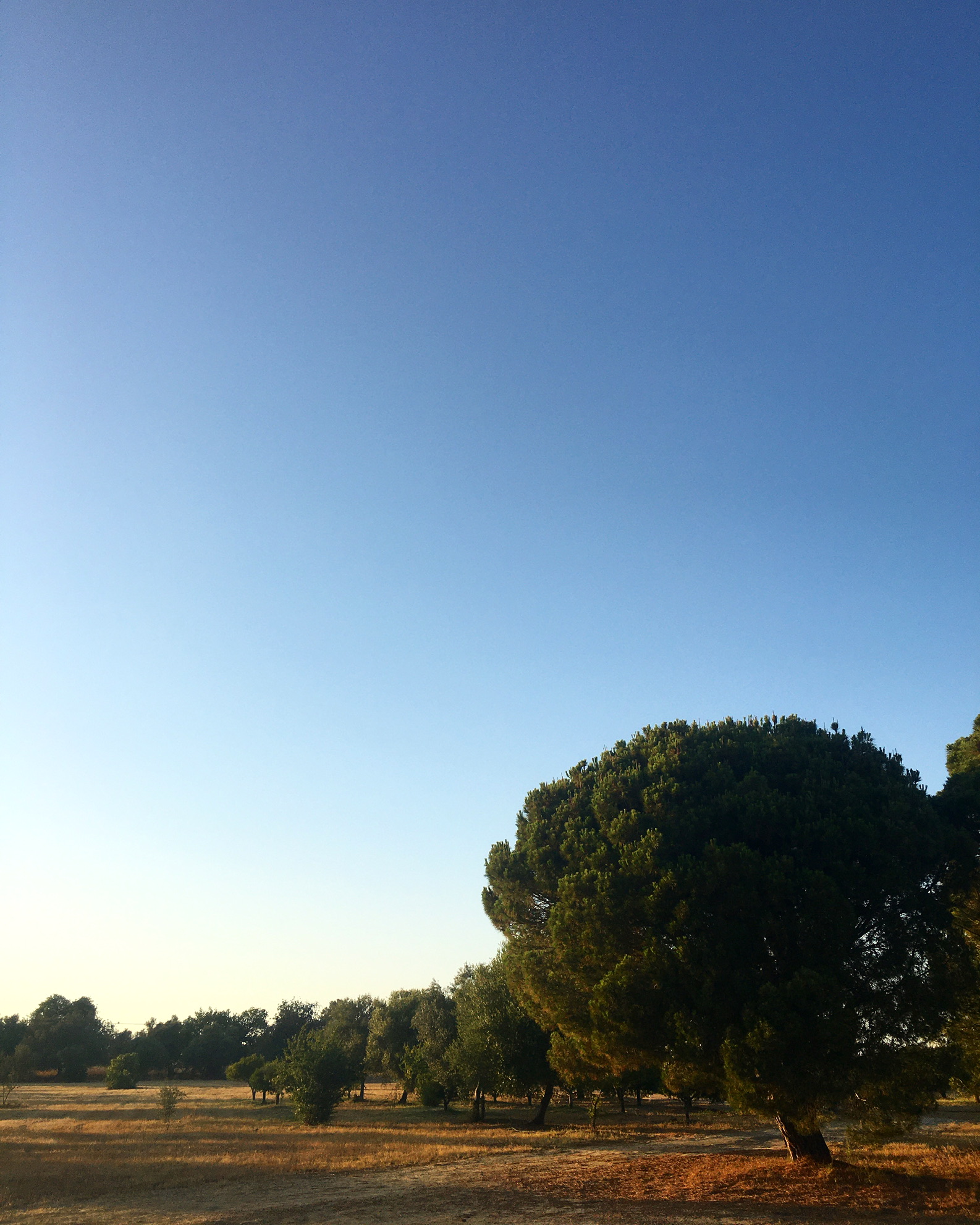 Sun-drenched Portuguese landscape with pine trees and golden fields